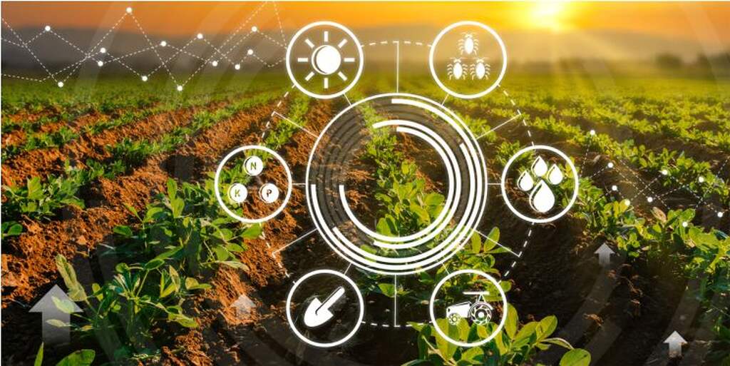 imagem ilustrativa de plantação, representando a iot na agricultura